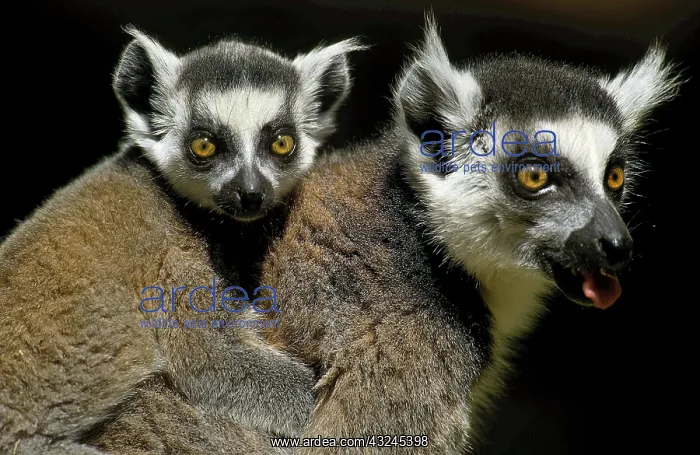 : RING TAILED LEMUR (lemur catta), FEMALE CARRYING : RING TAILED LEMUR (lemur catta), FEMALE CARRYING