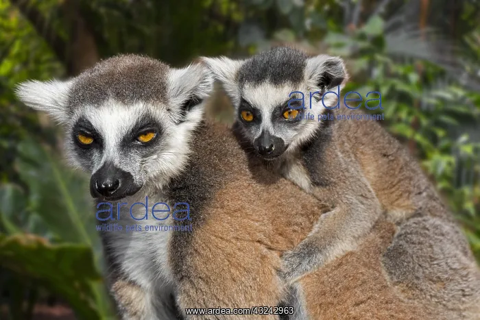 : Ring-tailed lemur (Lemur catta) female with young : Ring-tailed lemur (Lemur catta) female with young
