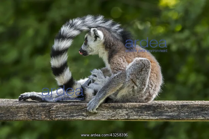 : Ring-tailed lemur (Lemur catta) grooming fur, endangered : Ring-tailed lemur (Lemur catta) grooming fur, endangered