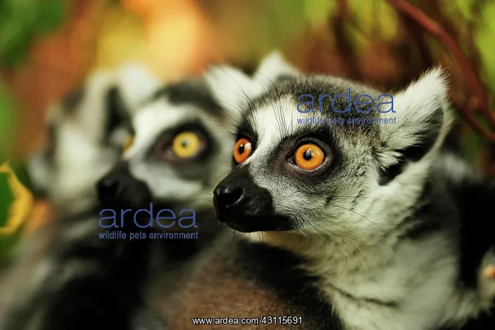 : Ring-tailed lemur (Lemur catta), portrait, captive : Ring-tailed lemur (Lemur catta), portrait, captive