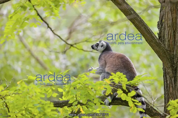 : A ring-tailed lemur (Lemur catta) stands high up on a branch of tree with fresh green leafs : A ring-tailed lemur (Lemur catta) stands high up on a branch of tree with fresh green leafs