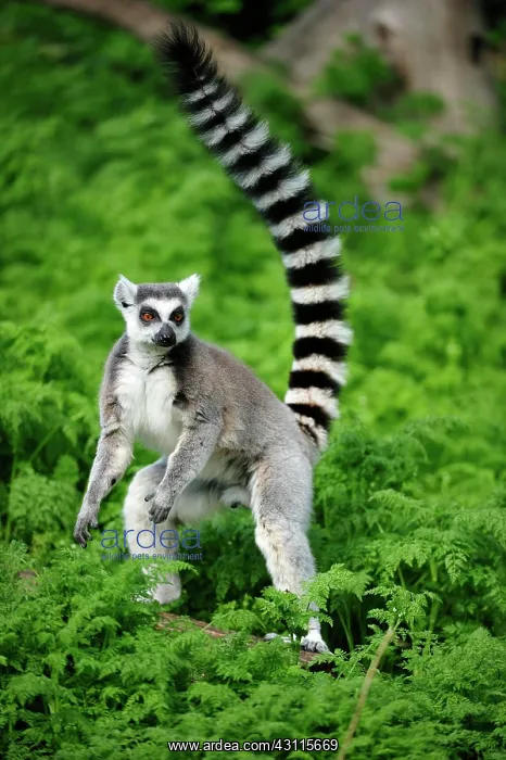 : Ring-tailed lemur (Lemur catta) stands with raised : Ring-tailed lemur (Lemur catta) stands with raised