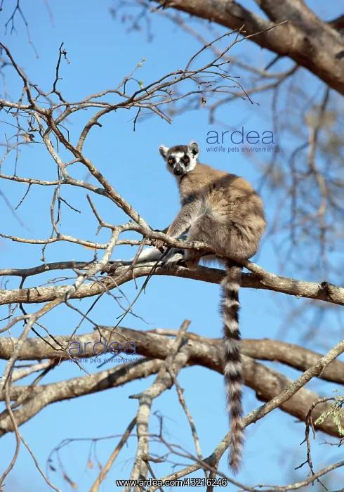 : Ring-tailed Lemur (Lemur catta) warming : Ring-tailed Lemur (Lemur catta) warming