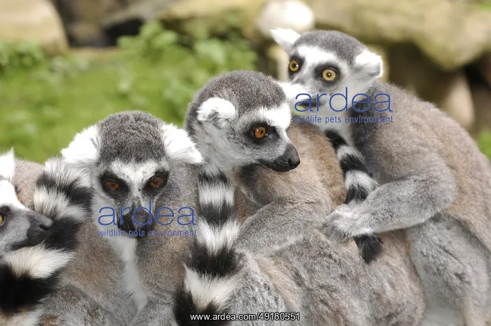 : Ring-tailed Lemur (Lemur katta) : Ring-tailed Lemur (Lemur katta)