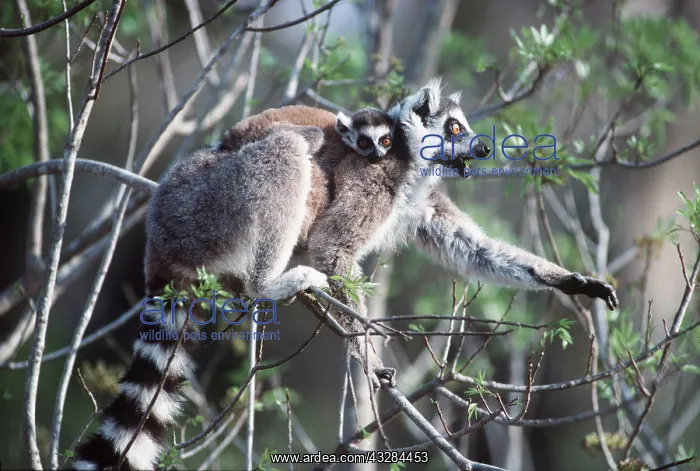  : RING-TAILED LEMUR - Mother with baby