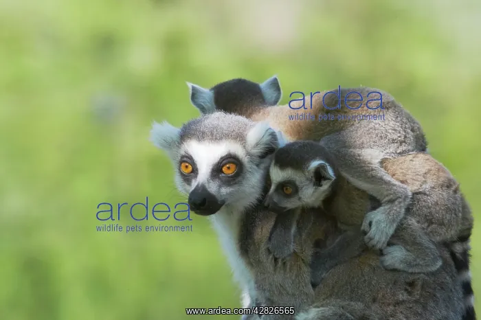 : Ring-Tailed Lemur - Mother carrying young : Ring-Tailed Lemur - Mother carrying young
