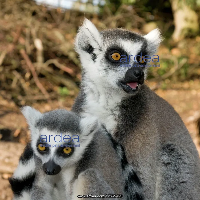 : Ring-tailed Lemur - mother with juvenile : Ring-tailed Lemur - mother with juvenile