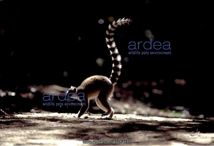 : RING-TAILED LEMUR - mottled : RING-TAILED LEMUR - mottled