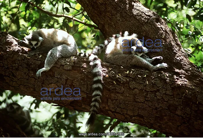 : RING-TAILED LEMUR - Pair, Midday siesta : RING-TAILED LEMUR - Pair, Midday siesta