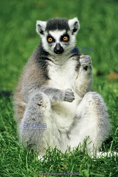 : Ring-tailed Lemur - portrait, sitting on grass : Ring-tailed Lemur - portrait, sitting on grass