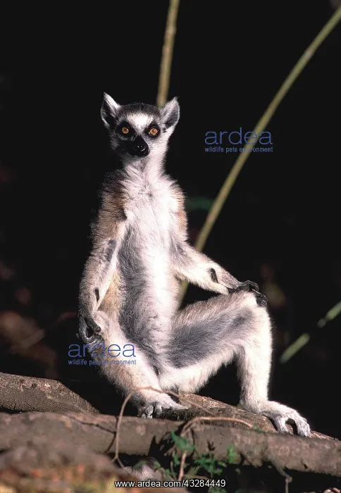 : RING-TAILED LEMUR - sitting : RING-TAILED LEMUR - sitting