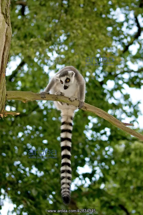 : Ring-tailed Lemur - sitting on branch in tree : Ring-tailed Lemur - sitting on branch in tree