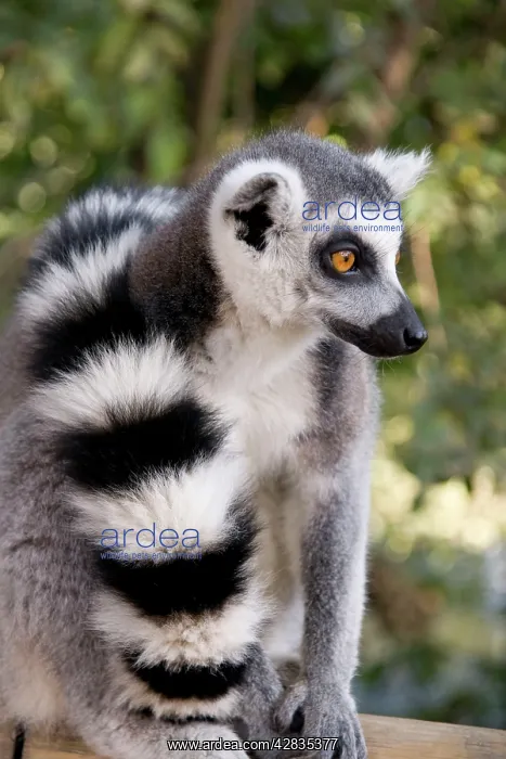 : Ring-tailed Lemur - with tail wrapped around body : Ring-tailed Lemur - with tail wrapped around body