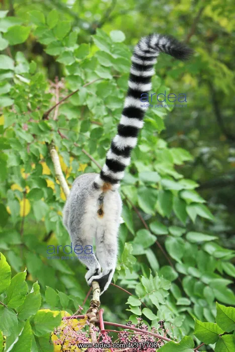 : Ring-tailed Lemur - view of animal from behind : Ring-tailed Lemur - view of animal from behind