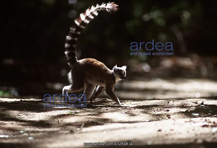 : RING-TAILED LEMUR - walking : RING-TAILED LEMUR - walking