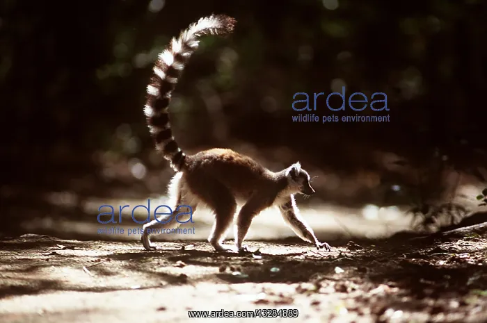: RING-TAILED LEMUR - walking : RING-TAILED LEMUR - walking
