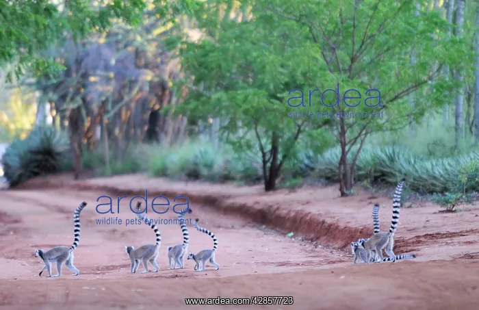 : Ring-Tailed Lemur - walking with tail up : Ring-Tailed Lemur - walking with tail up