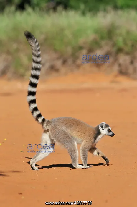 : Ring-Tailed Lemur - walking with tail up : Ring-Tailed Lemur - walking with tail up