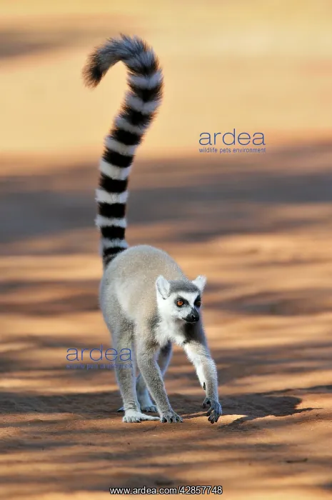 : Ring-Tailed Lemur - walking with tail up : Ring-Tailed Lemur - walking with tail up