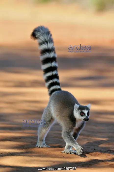 : Ring-Tailed Lemur - walking with tail up : Ring-Tailed Lemur - walking with tail up