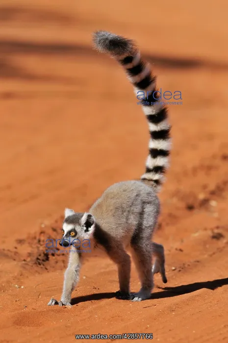 : Ring-Tailed Lemur - walking with tail up : Ring-Tailed Lemur - walking with tail up