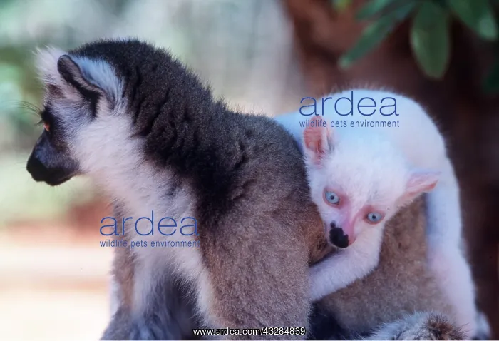 : Ring-tailed LEMUR - white baby male : Ring-tailed LEMUR - white baby male