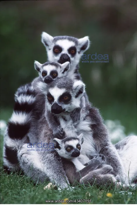 : RING-TAILED LEMUR - x two and young : RING-TAILED LEMUR - x two and young
