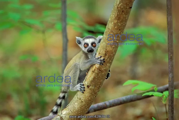 : Ring-tailed Lemur - young : Ring-tailed Lemur - young