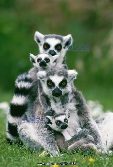 : RING-TAILED LEMUR - With young : RING-TAILED LEMUR - With young