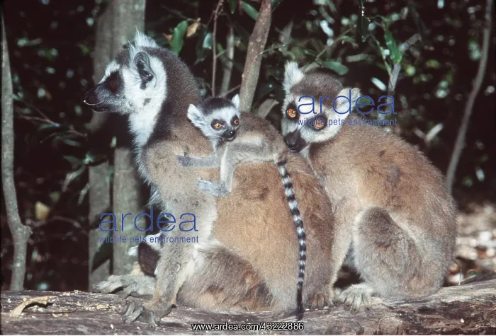: RING-TAILED LEMURS - with baby : RING-TAILED LEMURS - with baby
