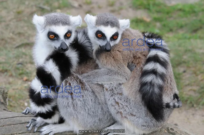 : Ring-tailed Lemurs (Lemur catta) sitting close together : Ring-tailed Lemurs (Lemur catta) sitting close together