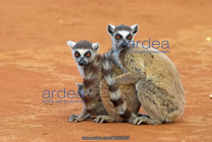 : Ring-tailed Lemurs sitting down together : Ring-tailed Lemurs sitting down together