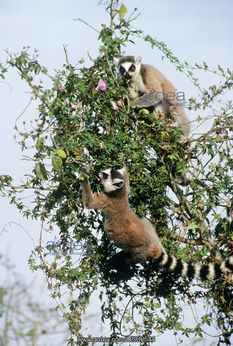 : RING-TAILED LEMURS - In tree : RING-TAILED LEMURS - In tree