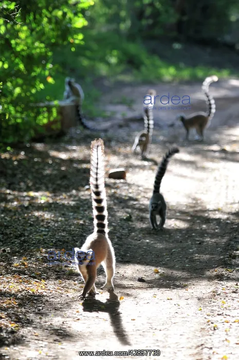 : Ring-Tailed Lemurs - walking with tail up : Ring-Tailed Lemurs - walking with tail up