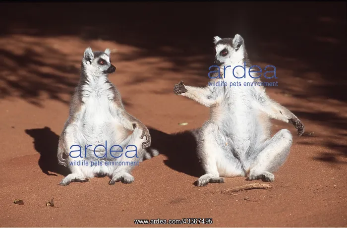 : RING-TAILED LEMURS - x two, pair sunbathing sitting : RING-TAILED LEMURS - x two, pair sunbathing sitting