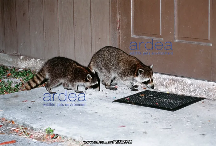  : Ring-tailed RACCOONS - x two at door of house