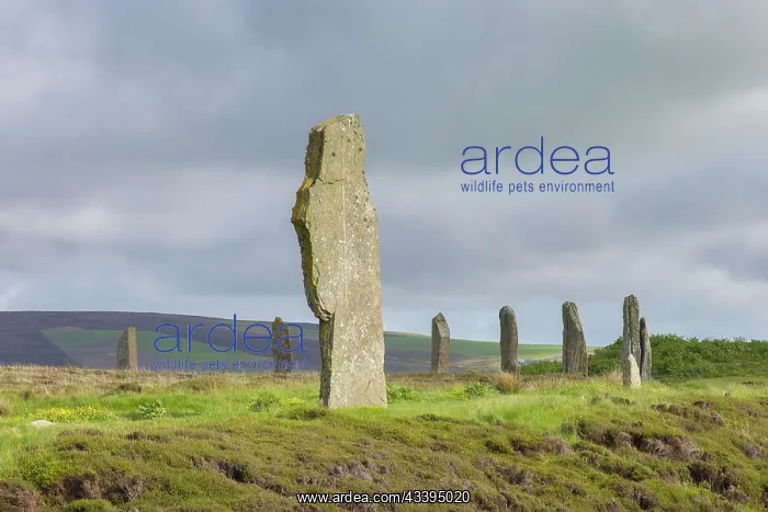 : Ring von Brodgar : Ring von Brodgar