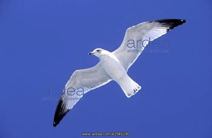 : Ringbilled Gull - in flight against wind : Ringbilled Gull - in flight against wind