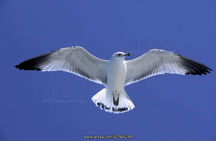 : Ringbilled gull - in flight against wind : Ringbilled gull - in flight against wind