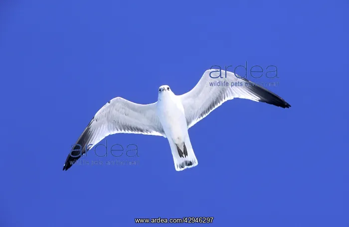 : Ringbilled gull - in flight against wind : Ringbilled gull - in flight against wind