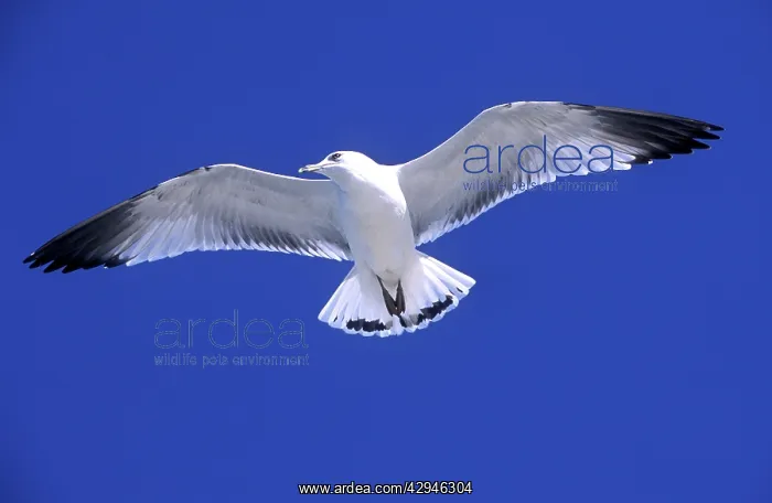 : Ringbilled gull - in flight against wind : Ringbilled gull - in flight against wind