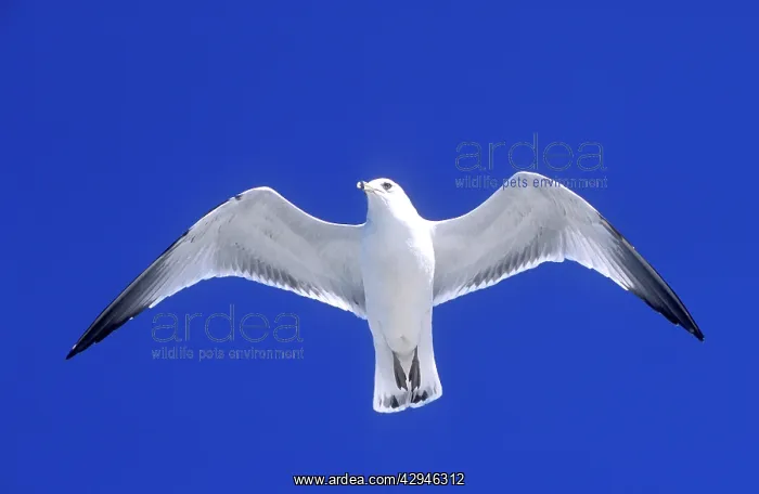 : Ringbilled gull - in flight against wind : Ringbilled gull - in flight against wind