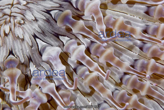: Ringed anemone (Actiniaria), Raja Ampat : Ringed anemone (Actiniaria), Raja Ampat