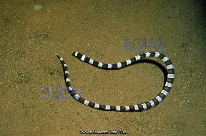 : Ringed / Banded / Harlequin SNAKE EEL : Ringed / Banded / Harlequin SNAKE EEL