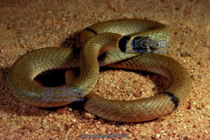 : Ringed brown snake. Potentially dangerous : Ringed brown snake. Potentially dangerous