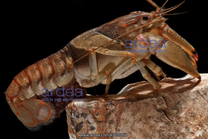  : Ringed Crayfish with Eggs