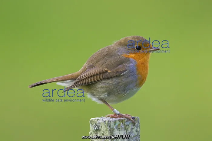 : Ringed European robin (Erithacus rubecula) perched : Ringed European robin (Erithacus rubecula) perched