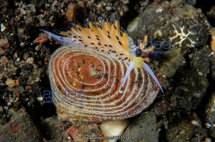 : Ringed Favorinus Nudibranch : Ringed Favorinus Nudibranch
