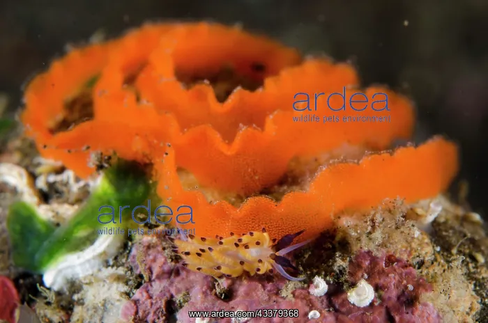 : Ringed Favorinus Nudibranch : Ringed Favorinus Nudibranch