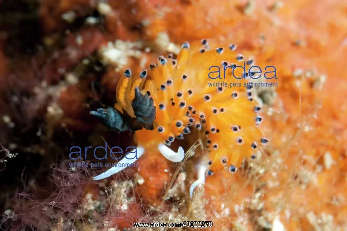  : Ringed Flavorinus Nudibranch
